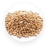 barley